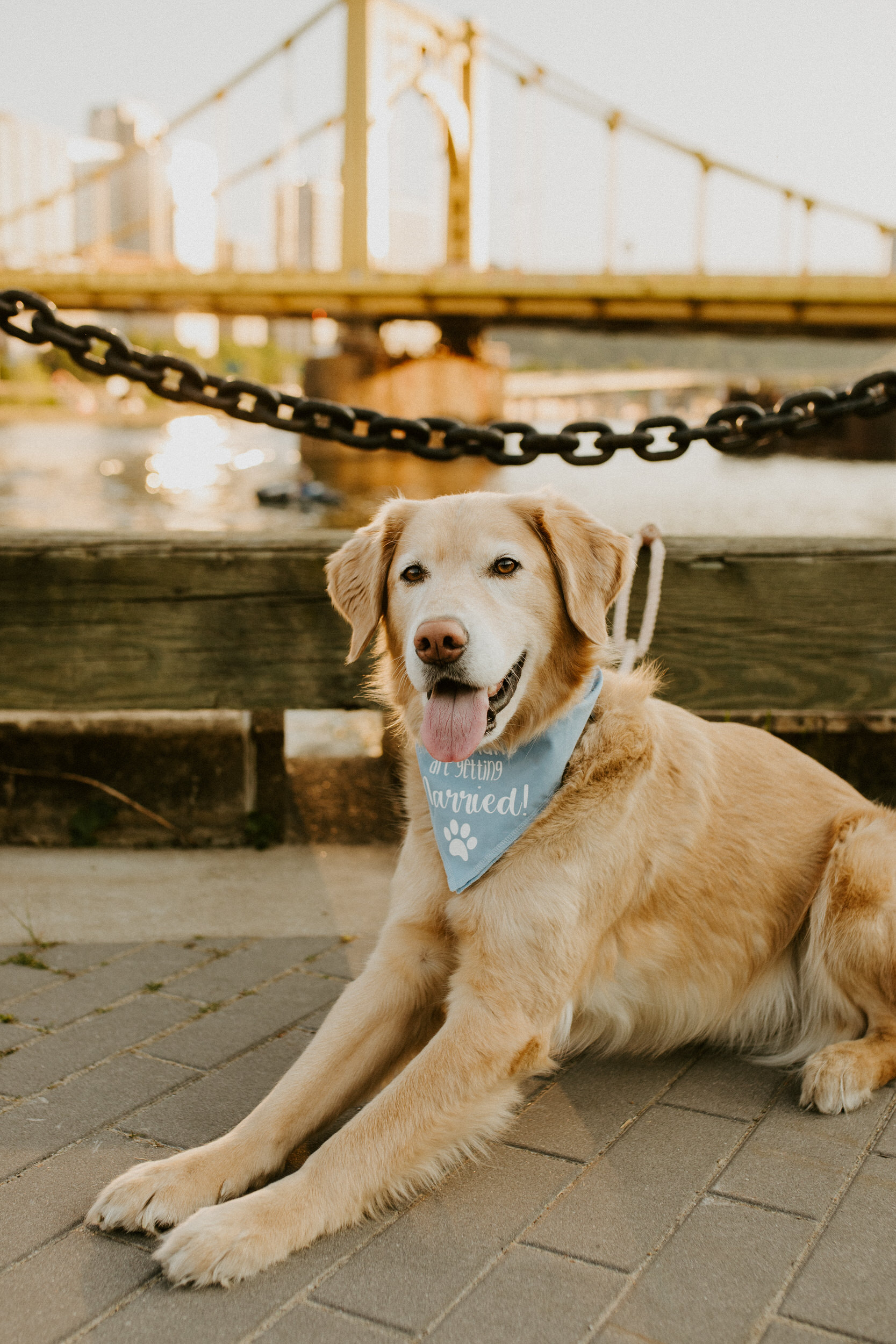 Pittsburgh North Shore Engagement Session Dog
