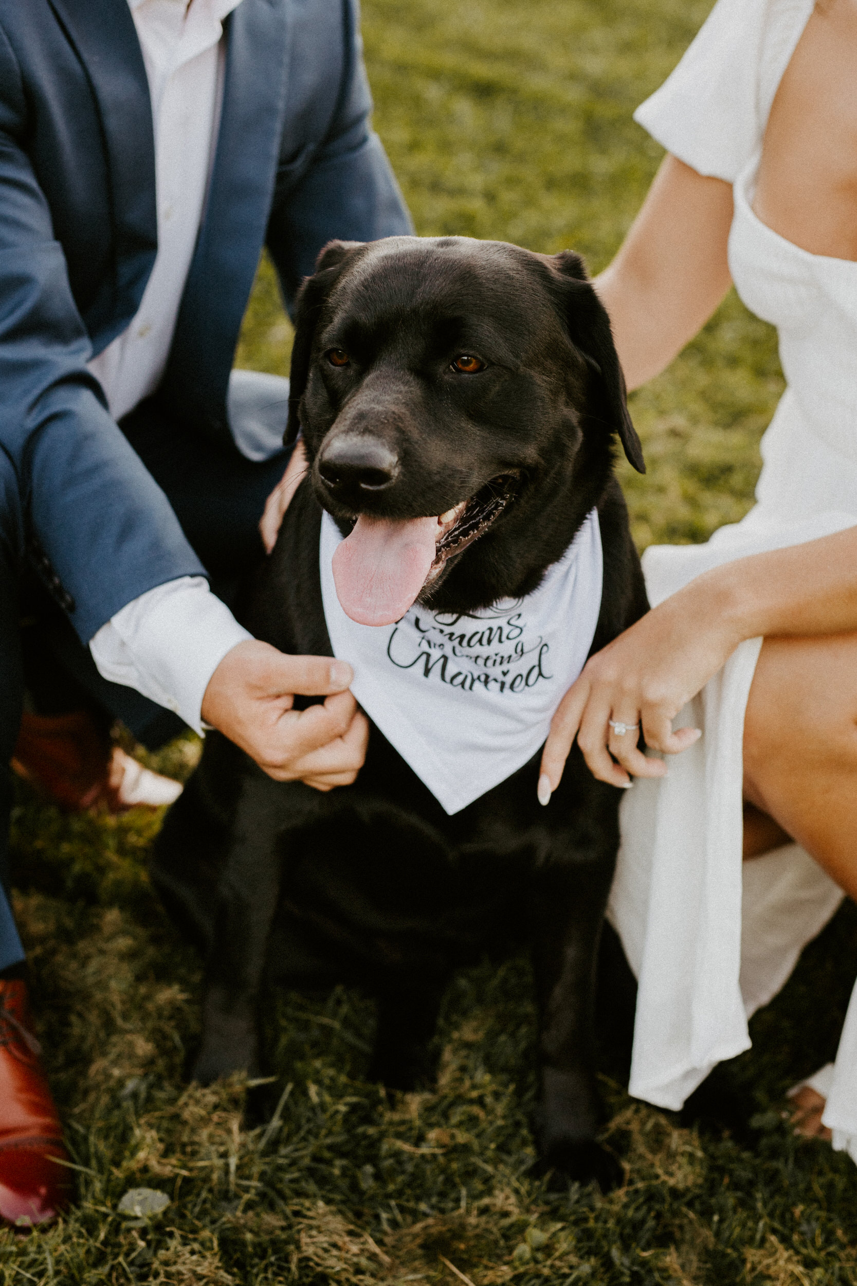 dog in engagement session